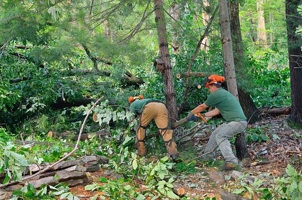 Best Root Management and Removal  in Rogersville, AL